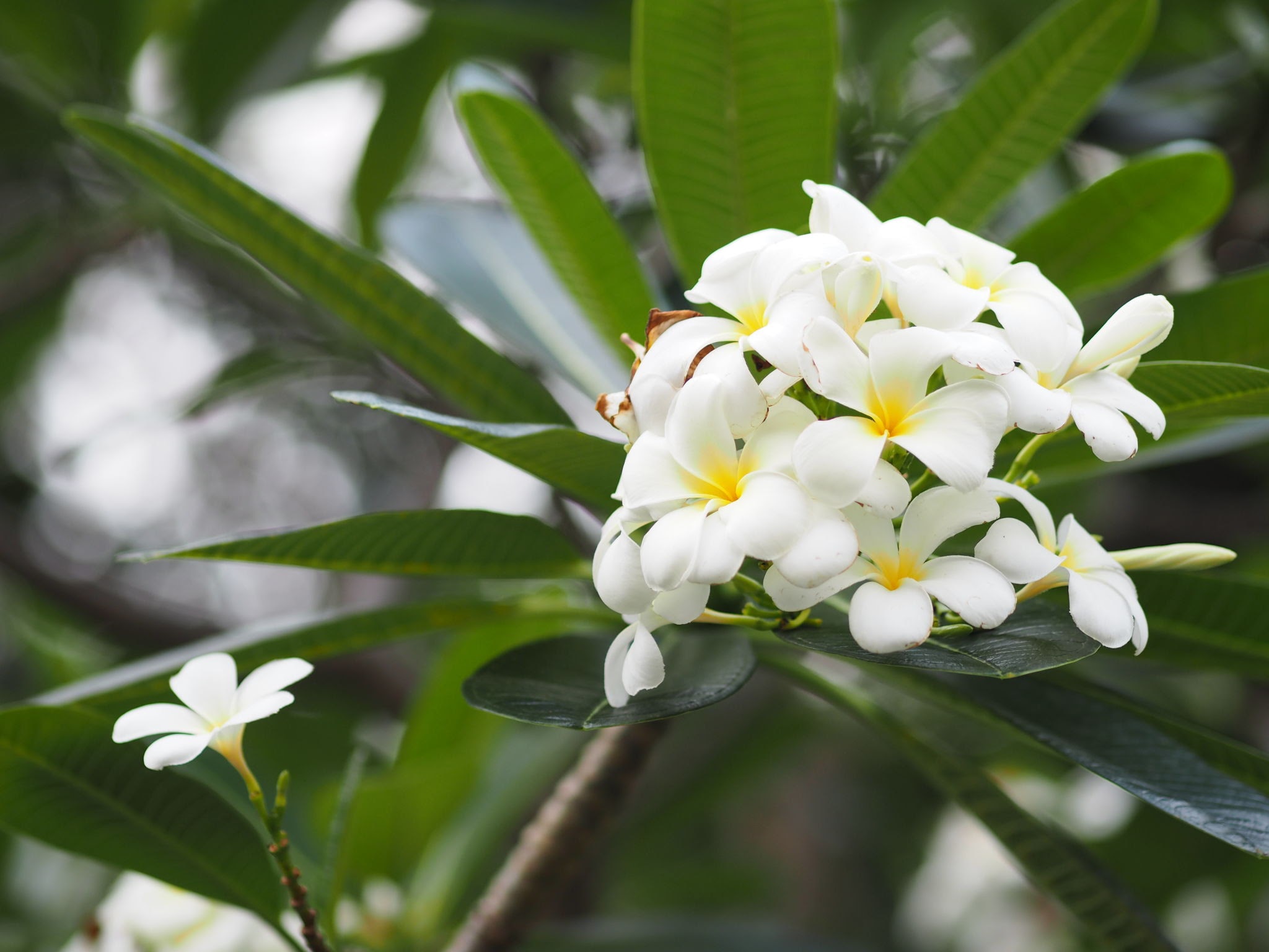 Plumeria obtusa ( فتنة - الياسمين الهندي)