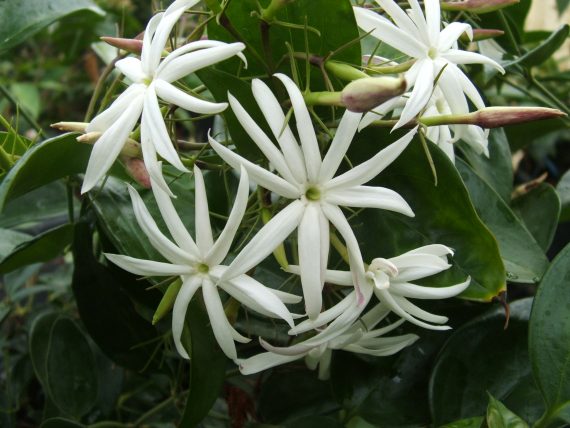 Jasmine Nitidum (Jasminum laurifolium)