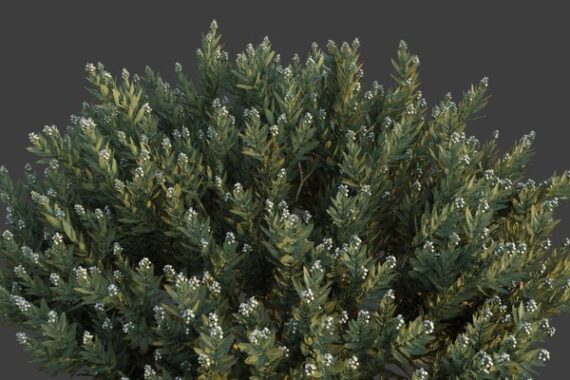 Rhazya stricta (حرمل)