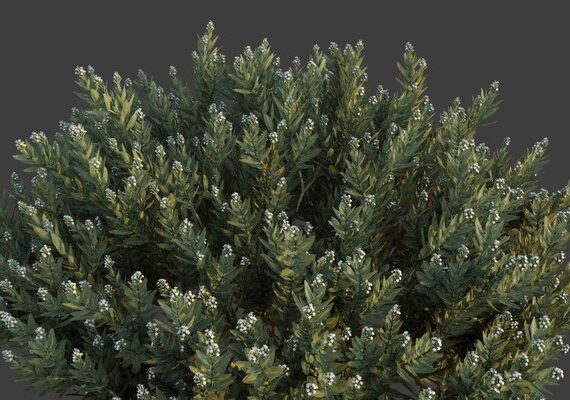 Rhazya stricta (حرمل)