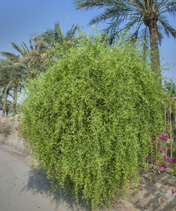 Salvadora persica (-راك)