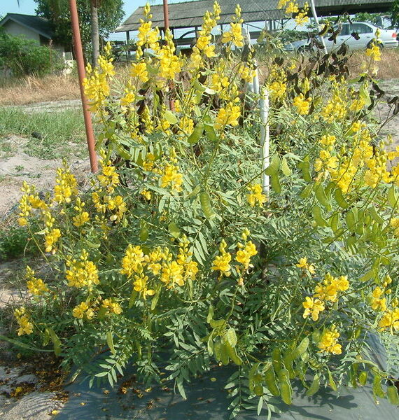 Senna alexandrina (سنامكي)