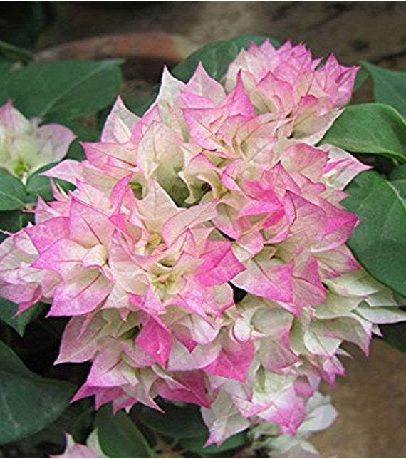 Bougainvillea Double Colour (جهنمية لؤنين)