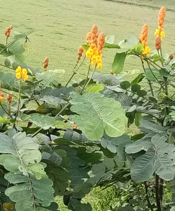 Cassia Alata (شمعدان أصفر)
