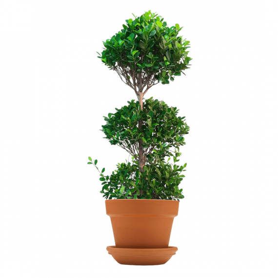 Ficus_Panda_3_Head-Ficus_Retusa_1.70_Mtr_30_Ltr_Pot_1080x1080