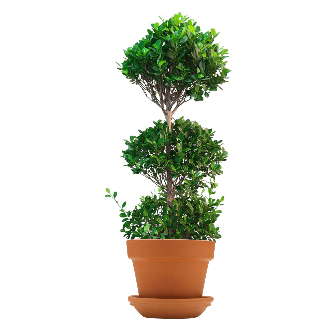 Ficus_Panda_3_Head-Ficus_Retusa_1.70_Mtr_30_Ltr_Pot_1080x1080