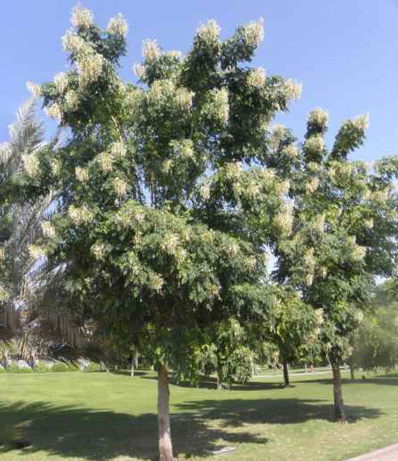 Millingtonia hortensis (شجرة الياسمين)