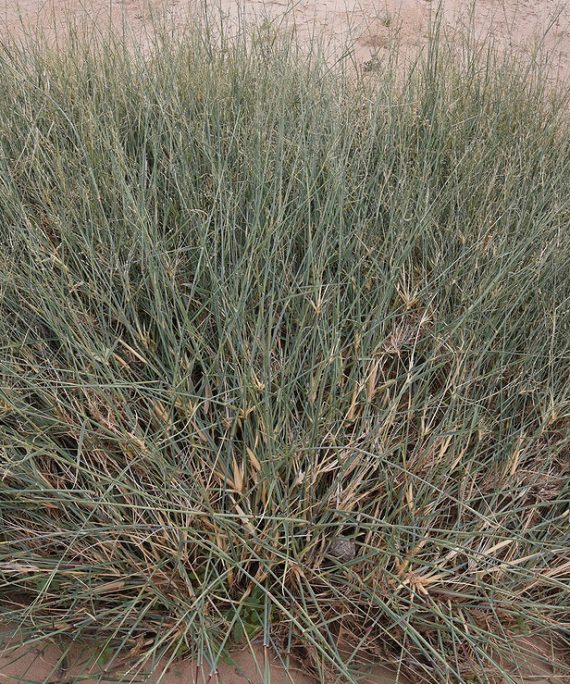 Panicum Turgidum - Grass Family (ثمام)