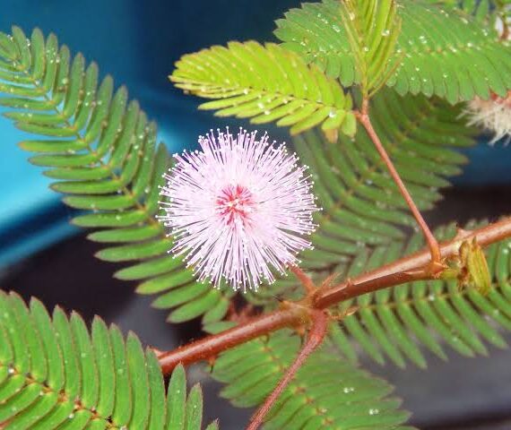 Mimosa pudica (المستحية)