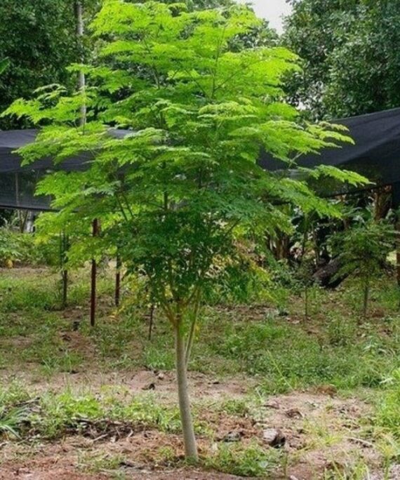 Moringa Hybrid ( مورنغا هايبرد)