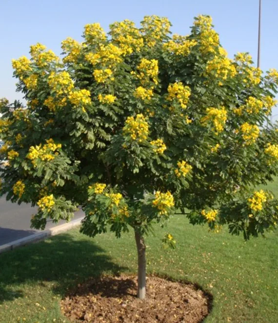Senna Landheimeriana (سنا لانديمرييانه)
