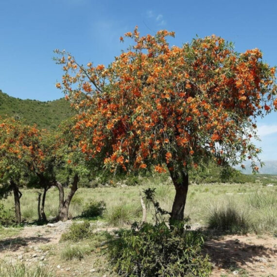 Tecomella undulata - Native Tree (الفرفار)