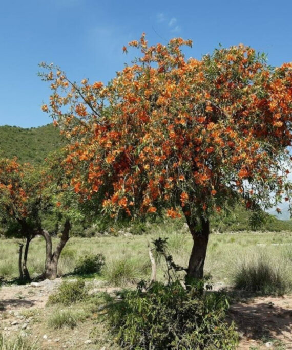 Tecomella undulata - Native Tree (الفرفار)