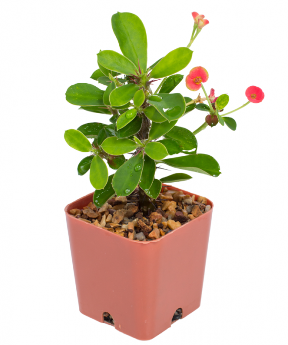 pink Euphorbia mill, plant pot, Alayadi alkhadraa nursery, aldarmaky uae