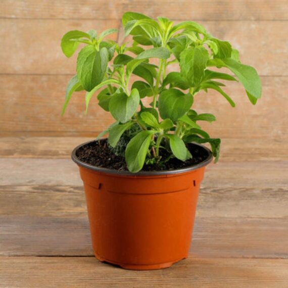 STEVIA (ستيفيا)