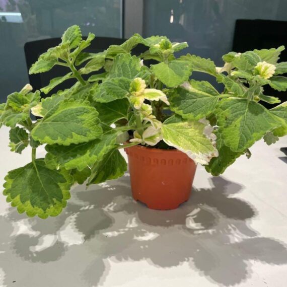 PLECTRANTHUS GLABRATUS (بخوره)