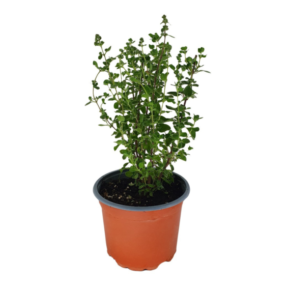 ORIGANUM MAJORANA (بردقوش)