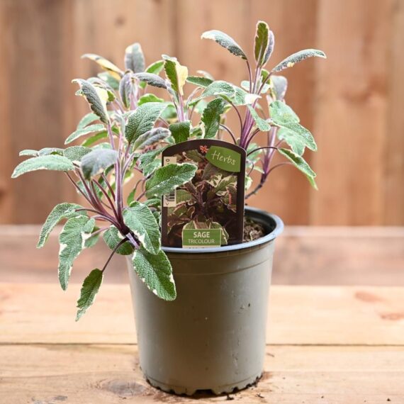 SALVIA OFFICINALIS (ميرمية)