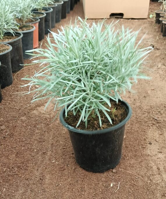 Helichrysum italicum (كرى)